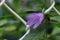 Macro of the purple Creeping Bellflower blossom