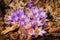 Macro Purple Crocus Flowers Surrounded by Mulch