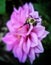 Macro of Purple dahlia with Yellow and Black Bumble Bee