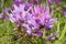 Macro of a purple flower clover medium Trifolium medium growing