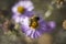 Macro purple flowers Alpine aster and bee