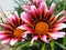 Macro of purple flowers Gazania rigens