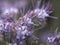 Macro of purple flowers of the pirate family