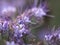 Macro of purple flowers of the pirate family