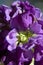 Macro purple hoary stock matthiola incana