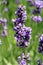 Macro Purple lavender flower.