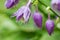 Macro of purple plantain lilies