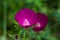 Macro of a purple poppy mallow