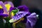 Macro purple primrose with raindrop