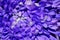 Macro purple and white dahlia