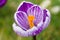 Macro of a purple white striped crocus