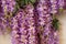 Macro of purple wisteria flowers. Wisteria flower. Chinese Wisteria and Japanese Wisteria Floribunda Macrobotris bloom in the gard