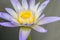 Macro Purple Yellow lotus or waterlily with light ray.