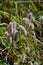 Macro rabbitfoot clover. Fluffy flowers. Soft grass. Meadow grass close-up