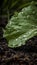 Macro raindrop in a leaf, green closeup