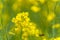 Macro Rapeseed Field. Blurry Bee in Background beacause of Flying out of the Focus.