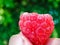 Macro raspberry in a hand. ripe fruit