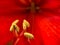 Macro red Amaryllis flower. Closeup Hippeastrum petals and stamen. Selective focus.