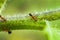 Macro of a Red Ant on the Stalk of Sunflower