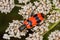 Macro of red and black beetle (Trichodes apiarius) on white flower seen of profile. Bright Bee beetle (Trichodes