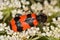 Macro of red and black beetle Trichodes apiarius on white flower seen of profile. Bright Bee beetle Trichodes apiarius.