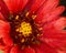 Macro of red blanket flower