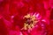 Macro of a red chinese tree peony