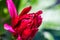 Macro of red chrysanthemums flowering plant