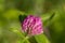 Macro of red clover bloom trifolium pratense