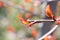 Macro red colored leaves of young branch of aronia or black chokeberry bush berry tree. Sprout