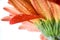 Macro of red daisy-gerbera head with water drops