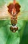 Macro Red Dragonfly Body on Green Leaf