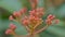 macro of the red flower buds of Taiwanese photinia