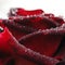 Macro of red flower with Dewdrops