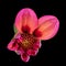 Macro of a red isolated single wide open dahlia blossom with green leaves on black background,