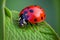 Macro Red Ladybug Resting on a Green Leaf - Generative AI