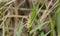 Macro of a Red-legged Grasshopper 5th Instar Nymph Melanoplus femurrubrum