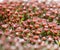 Macro of red moss blossom