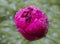 Macro red peony flower bud with rain drops on it. Green bokeh background. Stock photo