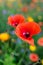 Macro of red poppies in the field of other wildflowers