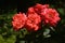 Macro red rose flowers on garden