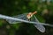 Macro Red Tailed Dragonfly on a wire, Nature