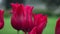 Macro of red tulips