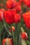Macro of red tulips in the feild