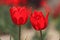 Macro of red tulips in the feild