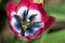 Macro of a Red, White, and Blue Colored Tulip