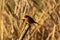 Macro of a redbreast robin on a piece of wood