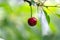 Macro of ripe and red cherry growing on the tree at sunny summer day.