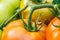 Macro of ripening tomatoes