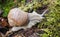 Macro roman snail on forest litter